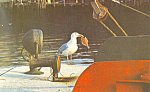 Seagull Cape Cod MA Postcard n1171