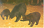 Mother Black Bear and Cubs Postcard n1199