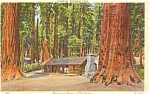Yosemite National  Park Mariposa Grove CA Postcard p0395