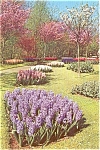Hyacinths in Blossom Holland Postcard p0775