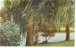 Trees and Lake Private Mailing Card p10467