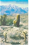 Cholla Cactus in a Desert Panorama Postcard p10487