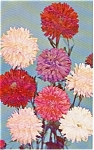 Annual Asters   Postcard p1077