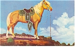 Palomino Stallion Postcard p10951 1953