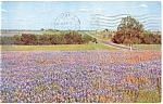 Bluebonnets State Flower of Texas Postcard p10965 1957