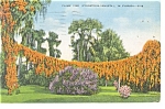 Flame Vine in Florida Postcard p11315 1913
