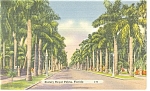Stately Royal Palms Florida Postcard p11396