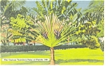 Curious Traveler s Palm of Florida Postcard p11397