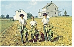 Amish Boys Gathering Tobacco Postcard p11405