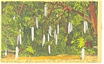 African Sausage Tree in Florida Postcard p11426 1955