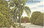 Palm Lined Orange Groves Florida  Postcard p1169
