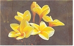 Yellow Plumeria Blossoms Postcard p11761 1972