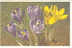 Spring Crocus Postcard p12517 1945