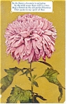 Chysanthemum Postcard p12780 ca 1908