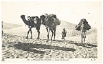 Camel Caravan in the African Desert Postcard p13222