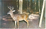 Great Smoky Mt Natl Park Deer Postcard p13321 1961