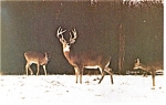Angola IN Potawatomi Inn Postcard p13348 Herd of Deer