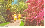 Sunken Gardens St Petersburg Florida  Postcard p13439 1966