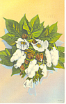 Cotton Blossom Postcard p13876 1947