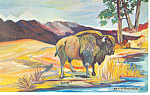 The American Bison Watercolor  Postcard p13976