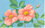 Wild Rose Postcard p14721