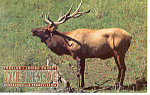 Rocky Mountain Elk Postcard p14726