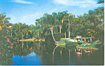Sarasota Jungle Gardens FL Postcard p1409A