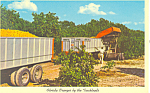 Florida Oranges by the Truckload Postcard p16430