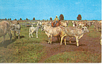 Sugarland Ranch Clewiston Florida Postcard p16436