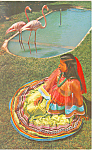 Seminole Indian Maiden Florida  Postcard p16442