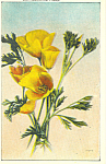 California Poppy Postcard p16822