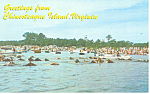 Wild Pony Swim Chincoteague VA Postcard p18279