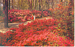 Azalea Gardens Norfolk VA Postcard p18303