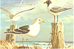 Flying Terns Herring Gull Gene Klebe Postcard p18897