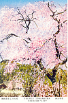 Prunus Itosakura Saidiji City Japan Postcard p19048