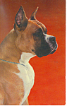 Dog Boxer Postcard p19259