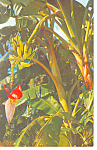 Banana Tree Growing in Florida p19423