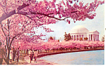 Cherry Blossom Time Jefferson Memorial Washington DC p19452