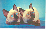 Siamese Cats Postcard p19648