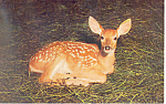 Whitetail Fawn in the Poconos Postcard p19905