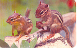 A Pair of Chipmunks Postcard p19908