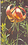 Tiger Lily Postcard p21786