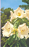 Rhododendron taggianum Postcard p22038