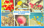 Texas Wild Flowers p22316