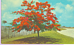 The Flame Tree Guam p22385
