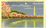Washington Monument and Cherry Blossoms Washington DC p23060