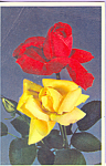 Red and Yellow Roses Postcard p23263