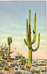 Giant Sahuaro Bisnaga and Palo Verde Postcard p23774