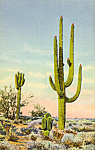 Giant Sahuaro Bisnaga and Palo Verde Postcard p23780