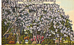Jacaranda Trees in Florida Postcard p25141